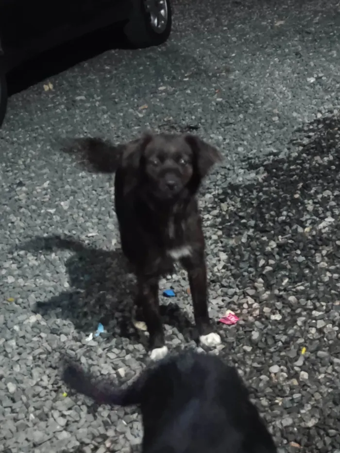 Cachorro ra a SRD-ViraLata idade 7 a 11 meses nome Pedrinho e maria