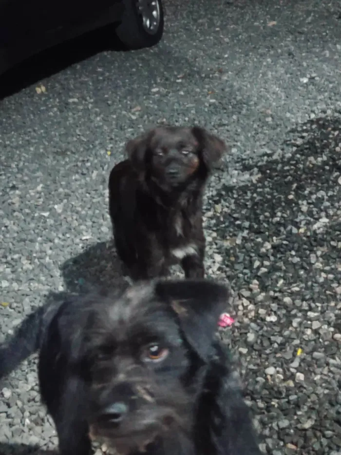 Cachorro ra a SRD-ViraLata idade 7 a 11 meses nome Pedrinho e maria