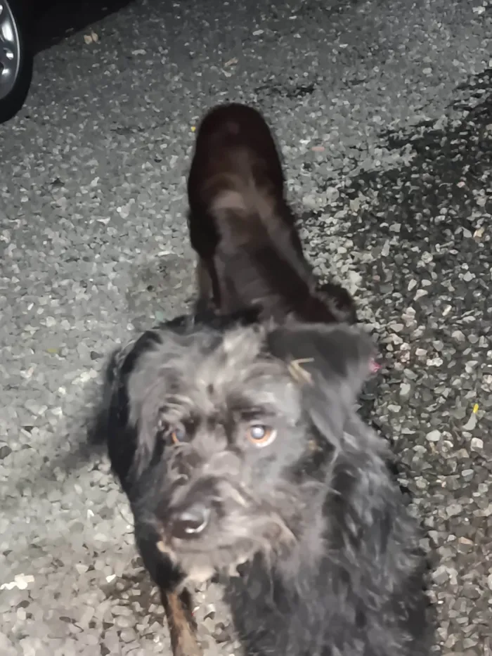 Cachorro ra a SRD-ViraLata idade 7 a 11 meses nome Pedrinho e maria