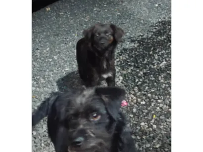 Cachorro raça SRD-ViraLata idade 7 a 11 meses nome Pedrinho e maria