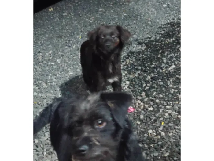 Cachorro ra a SRD-ViraLata idade 7 a 11 meses nome Pedrinho e maria