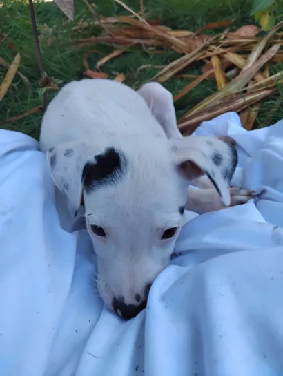 Cachorro raça SRD-ViraLata idade 2 a 6 meses nome Sem nome
