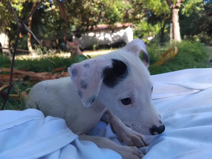 Cachorro ra a SRD-ViraLata idade 2 a 6 meses nome Sem nome