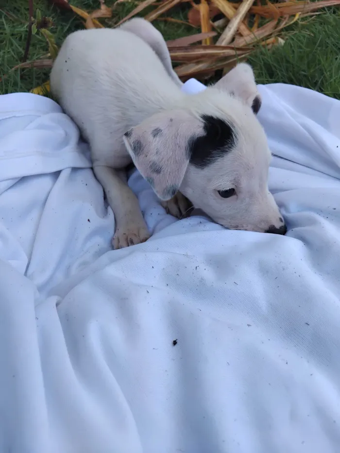 Cachorro ra a SRD-ViraLata idade 2 a 6 meses nome Sem nome