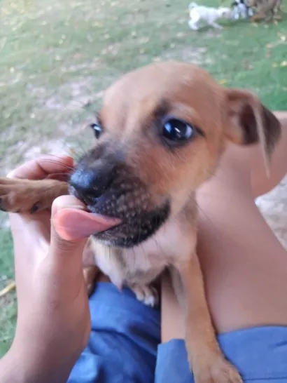 Cachorro raça SRD-ViraLata idade 2 a 6 meses nome Sem nome