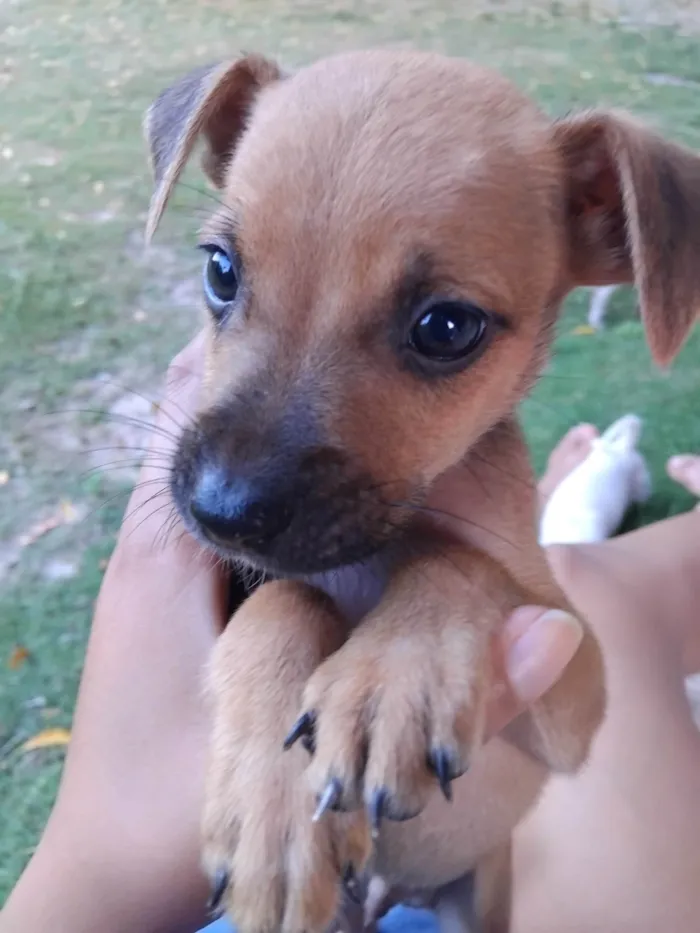 Cachorro ra a SRD-ViraLata idade 2 a 6 meses nome Sem nome