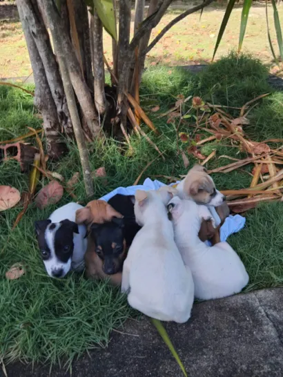 Cachorro raça SRD-ViraLata idade 2 a 6 meses nome Sem nome