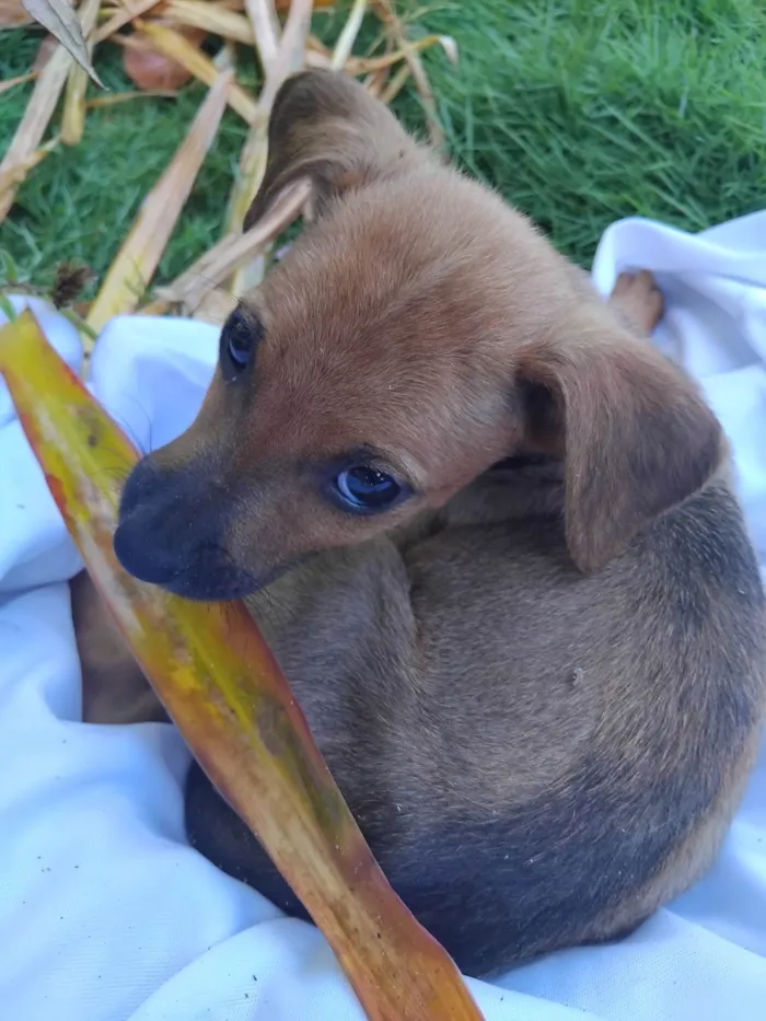 Cachorro ra a SRD-ViraLata idade 2 a 6 meses nome Sem nome