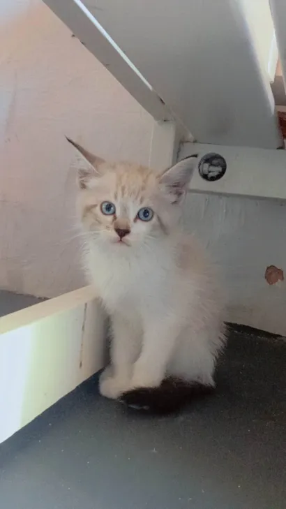 Gato raça SRD-ViraLata idade Abaixo de 2 meses nome Marrie 