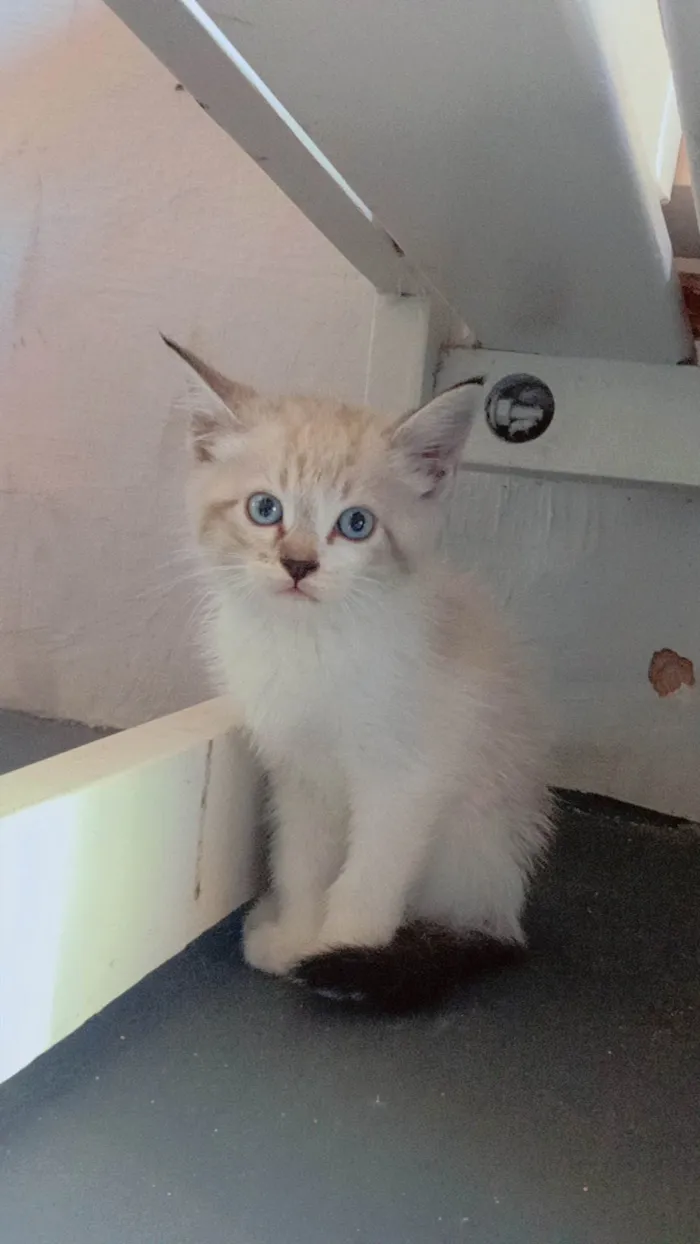 Gato ra a SRD-ViraLata idade Abaixo de 2 meses nome Marrie 