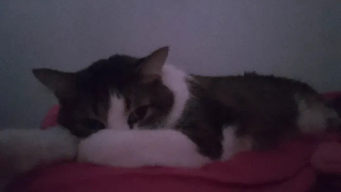 Gato ra a SRD-ViraLata idade 6 ou mais anos nome Gamora