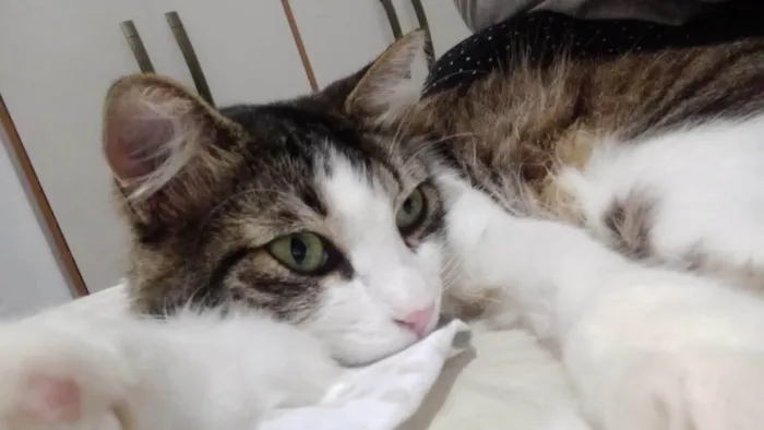 Gato ra a SRD-ViraLata idade 6 ou mais anos nome Gamora