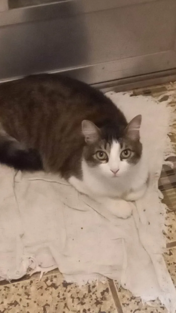 Gato ra a SRD-ViraLata idade 6 ou mais anos nome Gamora
