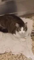 Gamora