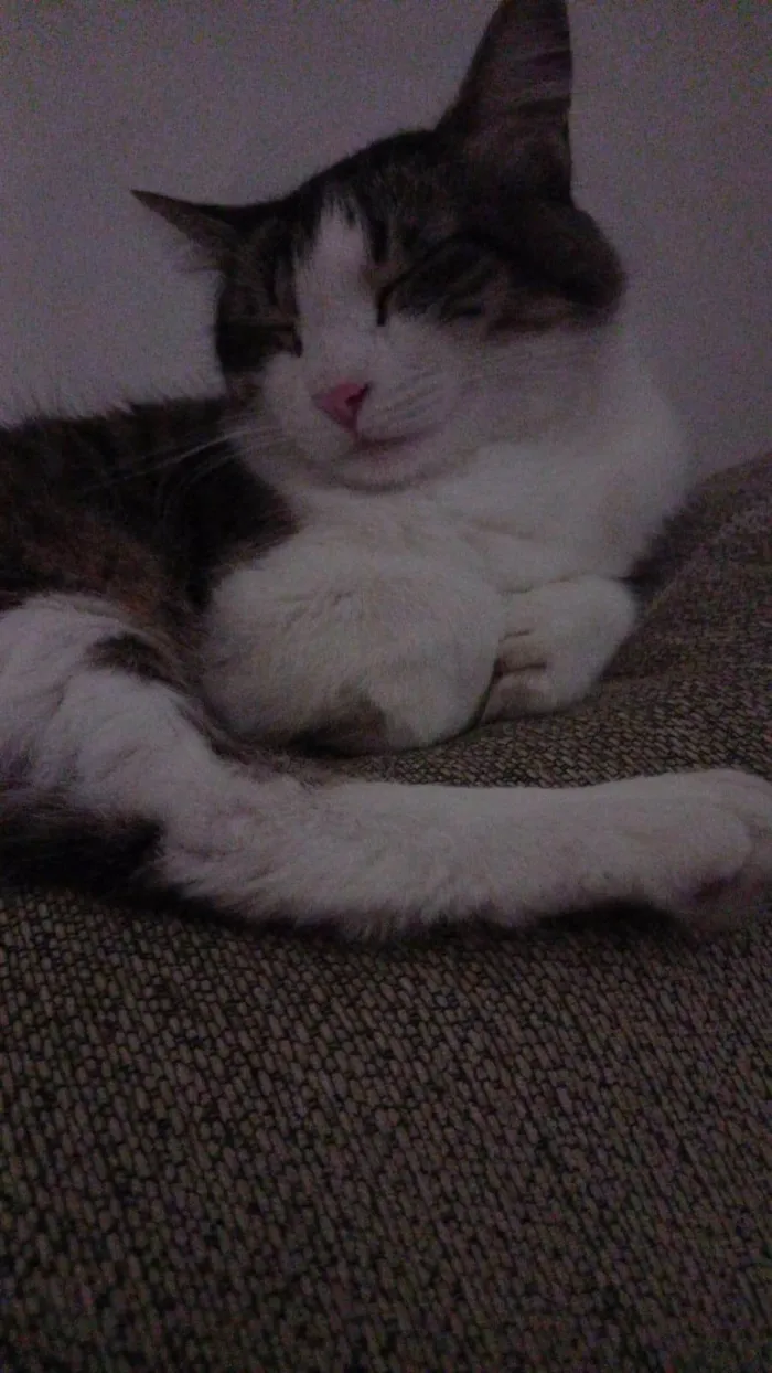 Gato ra a SRD-ViraLata idade 6 ou mais anos nome Gamora
