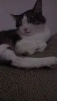 Gamora