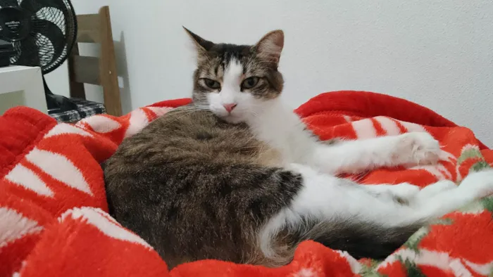 Gato ra a SRD-ViraLata idade 6 ou mais anos nome Gamora