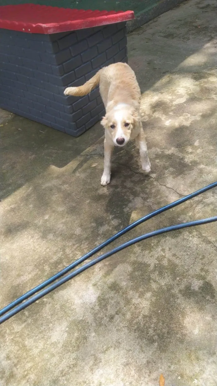 Cachorro ra a SRD-ViraLata idade 2 a 6 meses nome  Falar com Yane - Whats 11 94880-4138