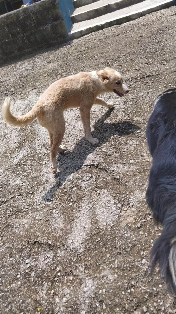 Cachorro ra a SRD-ViraLata idade 2 a 6 meses nome  Falar com Yane - Whats 11 94880-4138