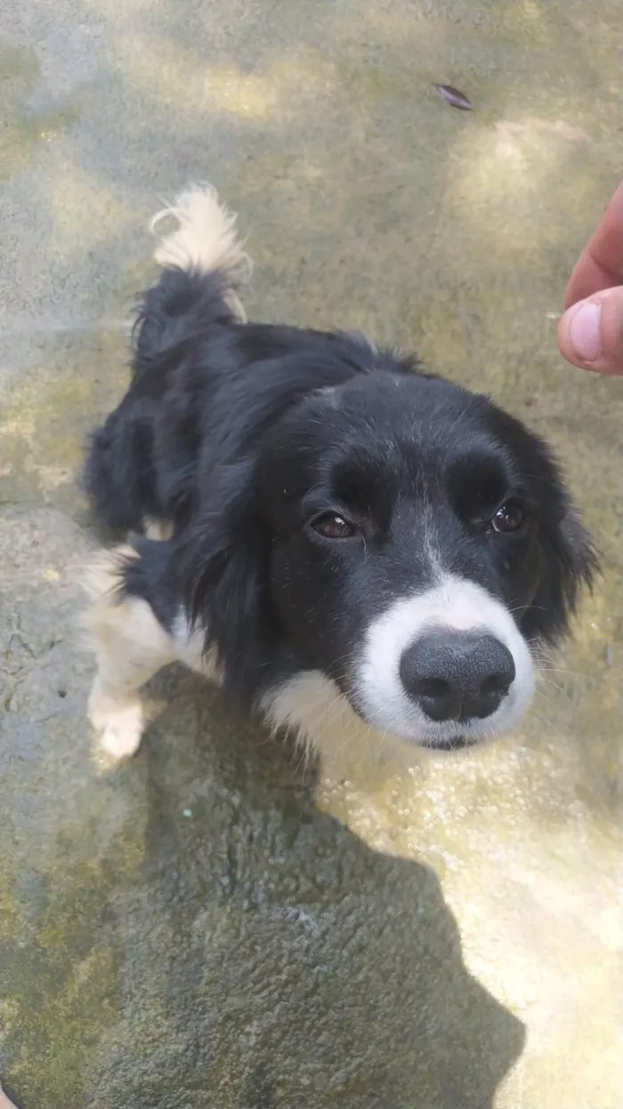 Cachorro ra a SRD-ViraLata idade 2 a 6 meses nome  Falar com Yane - Whats 11 94880-4138