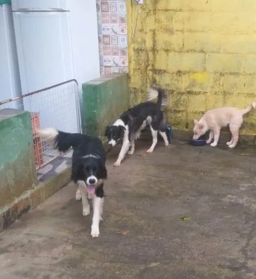 Cachorro ra a SRD-ViraLata idade 2 a 6 meses nome  Falar com Yane - Whats 11 94880-4138