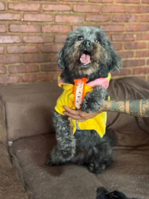 Cachorro raça SRD-ViraLata idade 4 anos nome Dudu