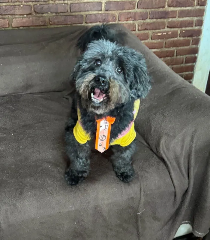 Cachorro ra a SRD-ViraLata idade 4 anos nome Dudu