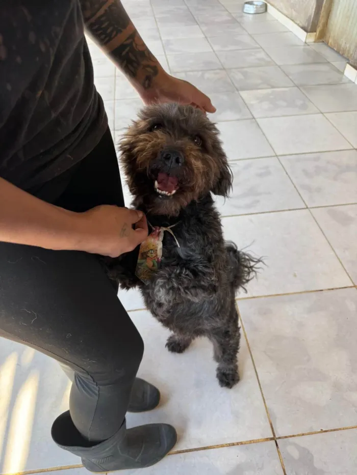 Cachorro ra a SRD-ViraLata idade 4 anos nome Dudu