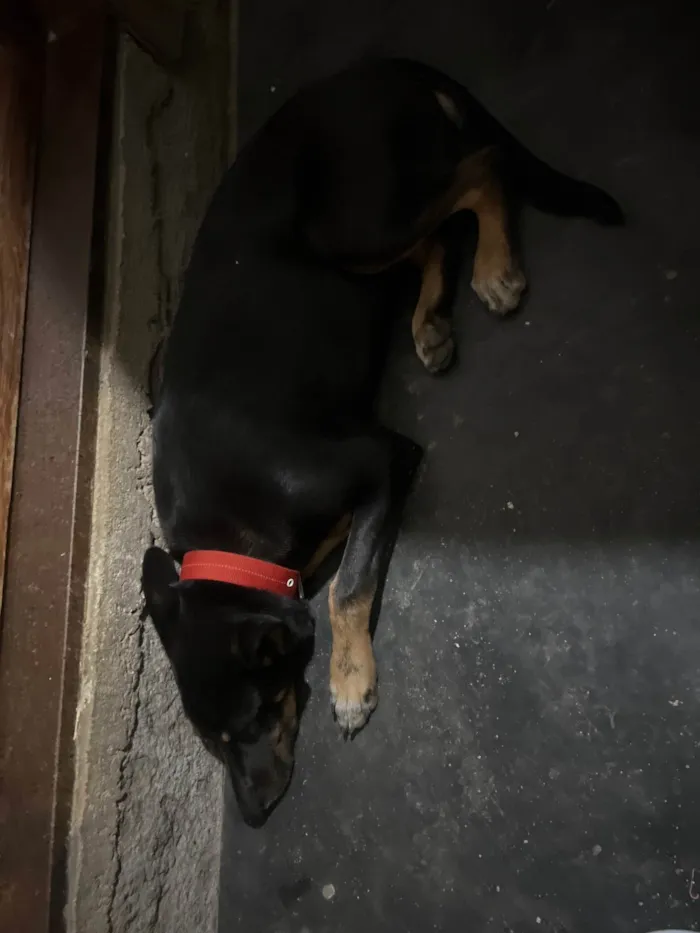Cachorro ra a SRD-ViraLata idade 2 a 6 meses nome Cheubes