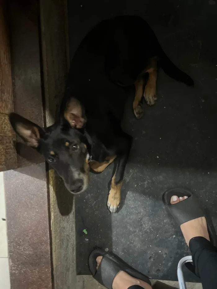 Cachorro ra a SRD-ViraLata idade 2 a 6 meses nome Cheubes