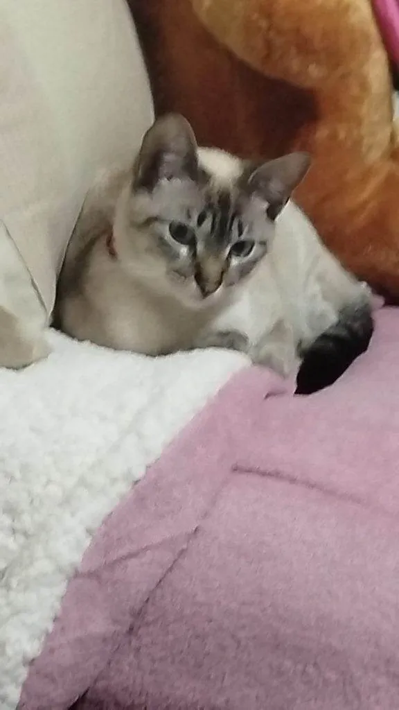 Gato ra a SRD-ViraLata idade 2 a 6 meses nome Falar com Maria - Whats 11 95476-8683