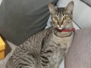 Gato raça SRD-ViraLata idade 2 a 6 meses nome Falar com Maria - Whats 11 95476-8683