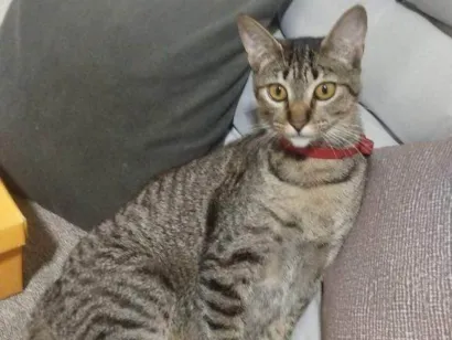 Gato raça SRD-ViraLata idade 2 a 6 meses nome Falar com Maria - Whats 11 95476-8683