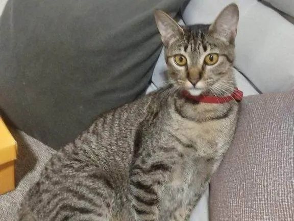 Gato ra a SRD-ViraLata idade 2 a 6 meses nome Falar com Maria - Whats 11 95476-8683