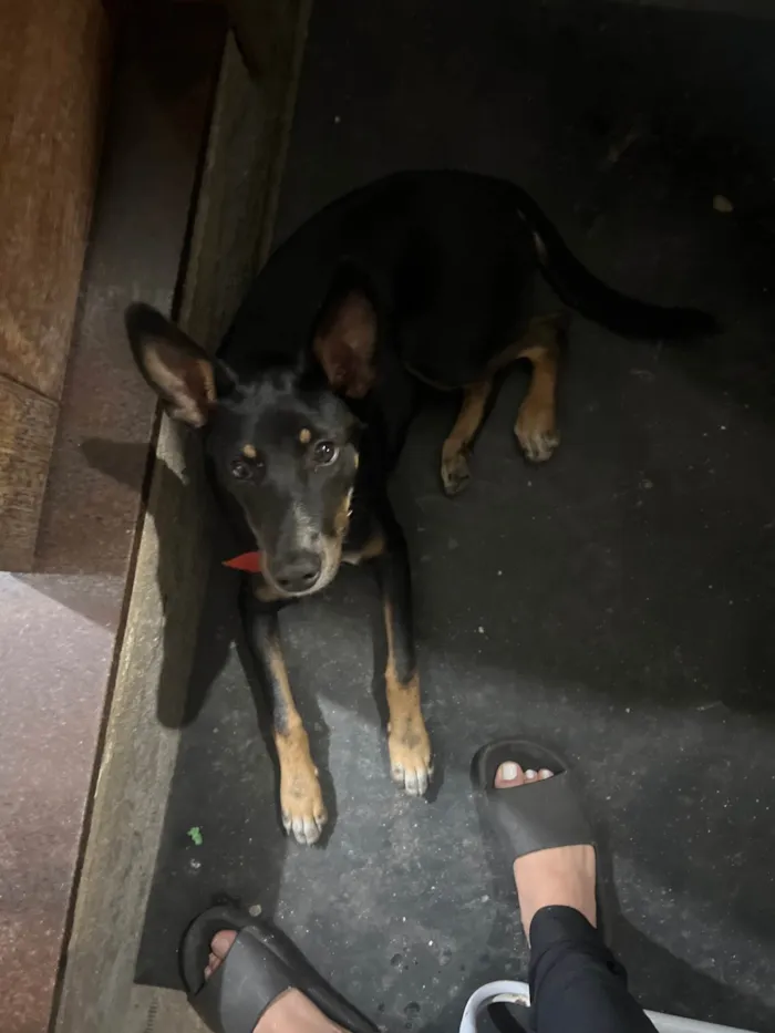 Cachorro ra a SRD-ViraLata idade 2 a 6 meses nome Cheubes