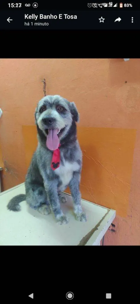 Cachorro ra a SRD-ViraLata idade 2 a 6 meses nome Falar com Kelly - Whats 11 95891-3104