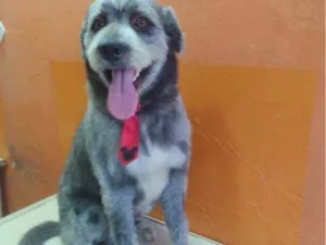 Cachorro raça SRD-ViraLata idade 2 a 6 meses nome Falar com Kelly - Whats 11 95891-3104
