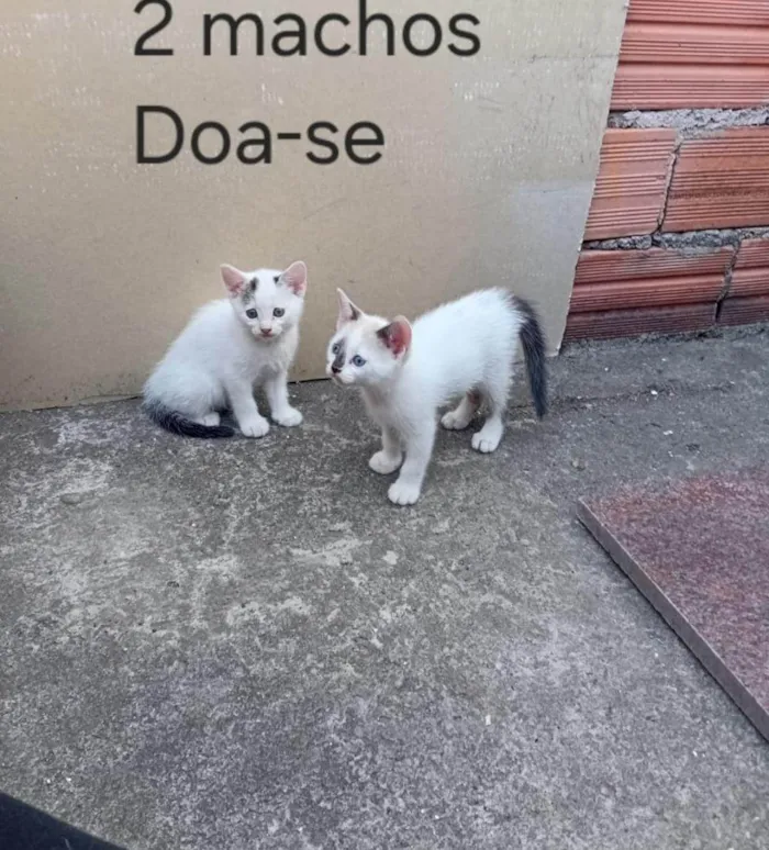 Gato ra a SRD-ViraLata idade Abaixo de 2 meses nome  Falar com Amanda - Whats 11 99319-9443