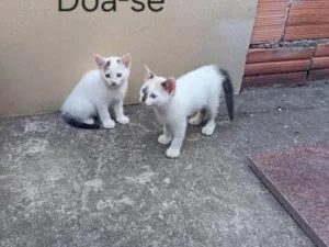 Gato raça SRD-ViraLata idade Abaixo de 2 meses nome  Falar com Amanda - Whats 11 99319-9443