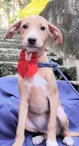 Gigi