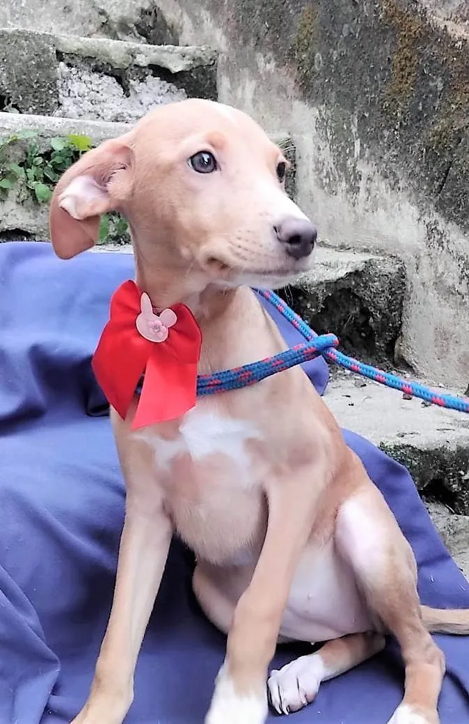 Cachorro ra a SRD-ViraLata idade 2 a 6 meses nome Gigi