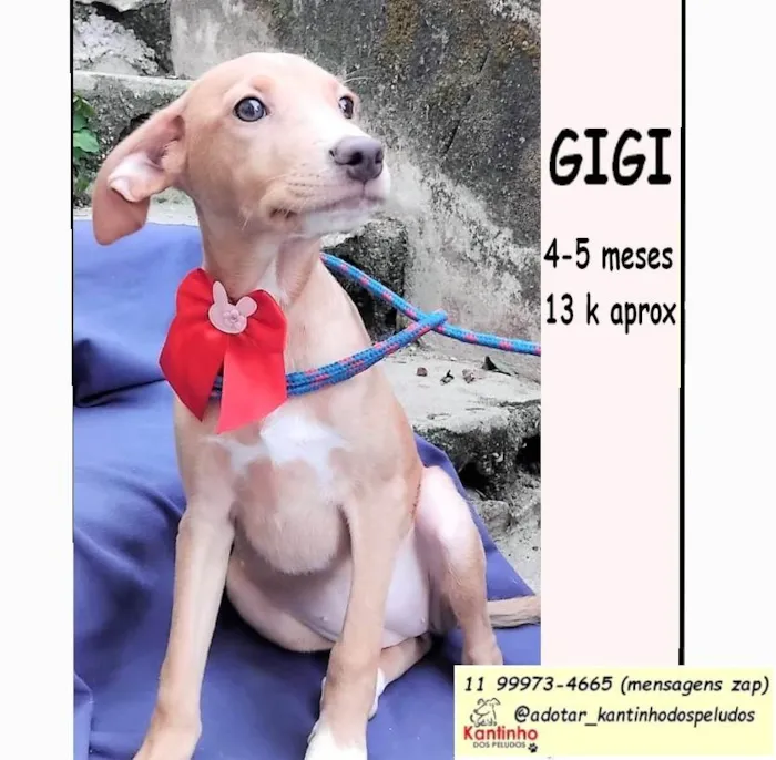 Cachorro ra a SRD-ViraLata idade 2 a 6 meses nome Gigi