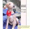 Gigi
