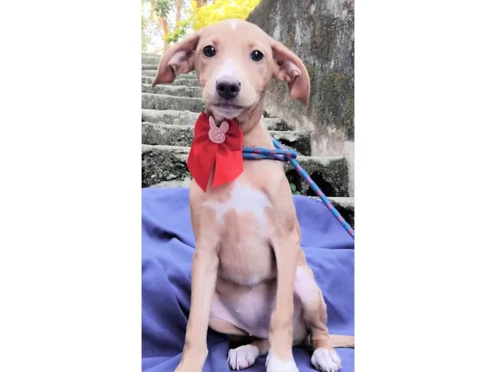 Cachorro ra a SRD-ViraLata idade 2 a 6 meses nome Gigi