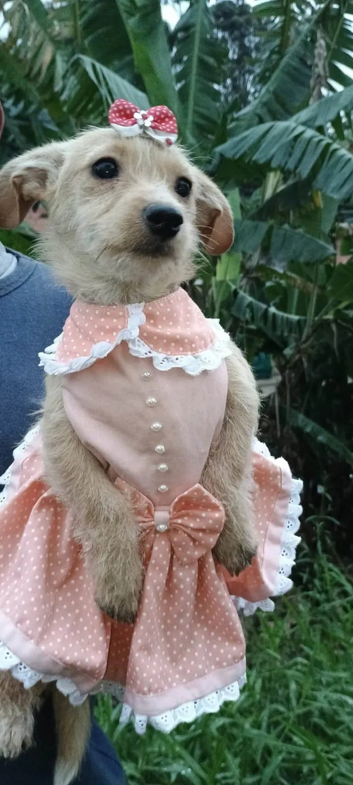 Cachorro ra a SRD-ViraLata idade 2 a 6 meses nome Lili
