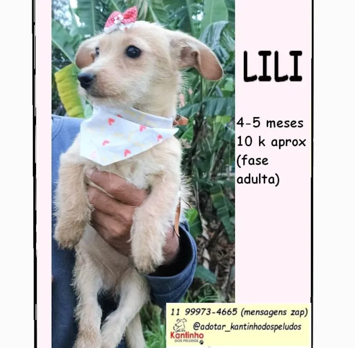 Cachorro ra a SRD-ViraLata idade 2 a 6 meses nome Lili