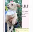 Lili