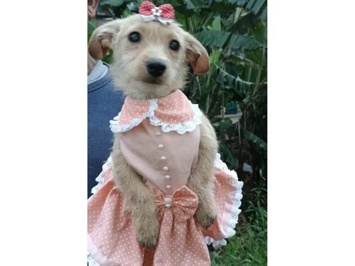 Cachorro ra a SRD-ViraLata idade 2 a 6 meses nome Lili