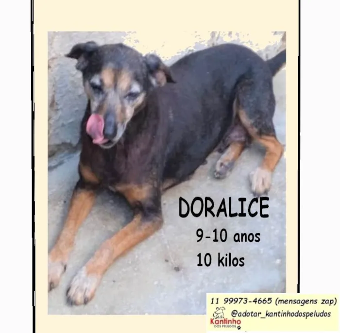 Cachorro ra a SRD-ViraLata idade 6 ou mais anos nome Doralice