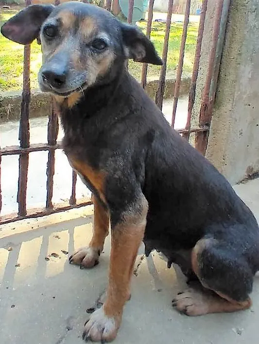 Cachorro ra a SRD-ViraLata idade 6 ou mais anos nome Doralice